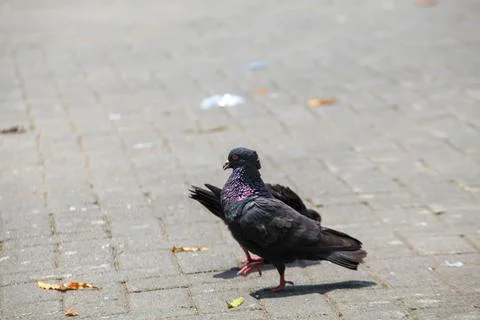 Pigeons on the grass in the park. Selective focus. Stock Photos