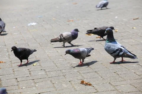 Pigeons on the grass in the park. Selective focus. Stock Photos