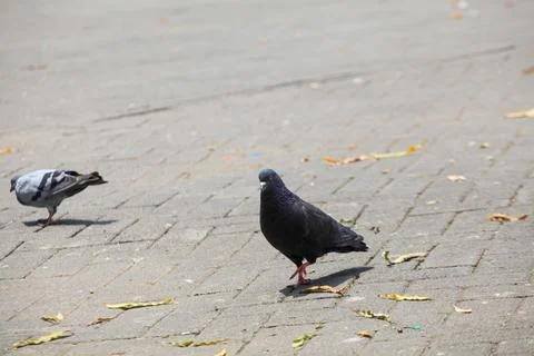 Pigeons on the grass in the park. Selective focus. Stock Photos