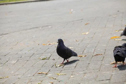 Pigeons on the grass in the park. Selective focus. Foto stock