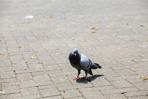 Pigeons on the grass in the park. Selective focus. Stock Photos