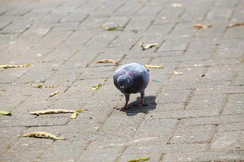 Pigeons on the grass in the park. Selective focus. Stock Photos