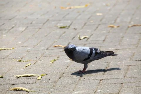 Pigeons on the grass in the park. Selective focus. Stock Photos
