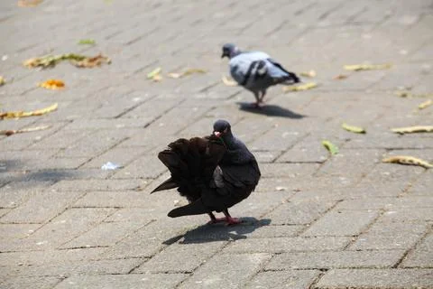 Pigeons on the grass in the park. Selective focus. Stock Photos