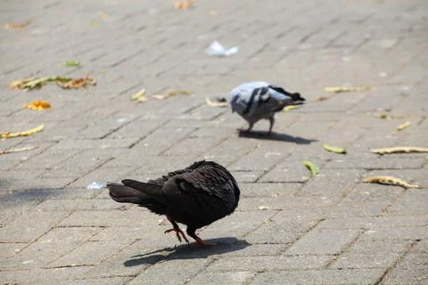 Pigeons on the grass in the park. Selective focus. Stock Photos