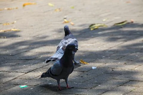 Pigeons on the grass in the park. Selective focus. Stock Photos