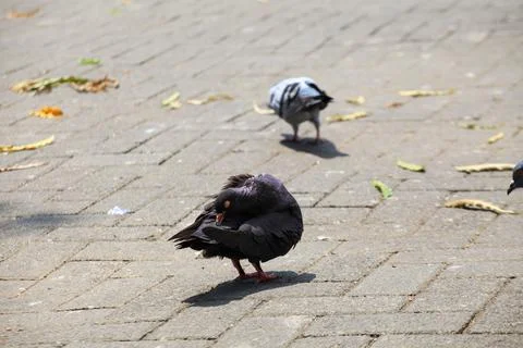Pigeons on the grass in the park. Selective focus. Foto stock