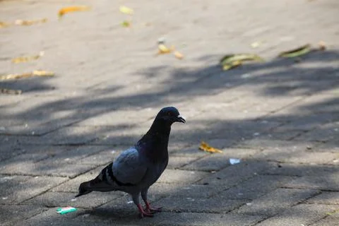 Pigeons on the grass in the park. Selective focus. Stock Photos