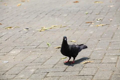 Pigeons on the grass in the park. Selective focus. Stock Photos