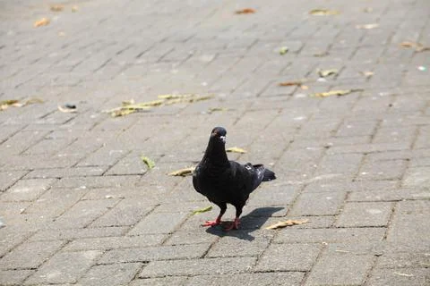 Pigeons on the grass in the park. Selective focus. Stock Photos