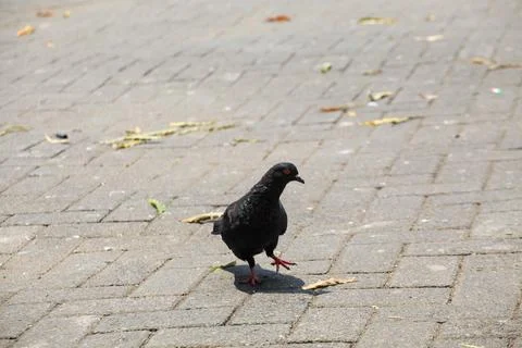 Pigeons on the grass in the park. Selective focus. Stock Photos