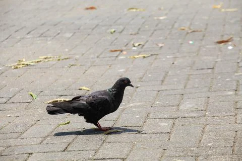 Pigeons on the grass in the park. Selective focus. Stock Photos