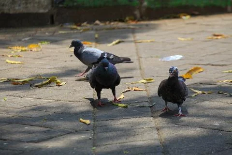 Pigeons on the grass in the park. Selective focus. Stock Photos