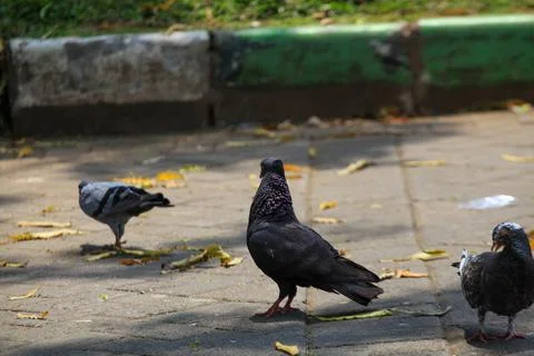 Pigeons on the grass in the park. Selective focus. Stock Photos