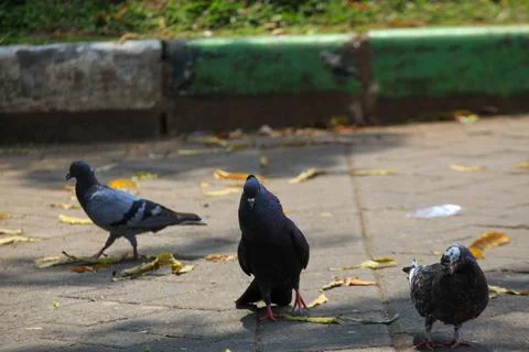 Pigeons on the grass in the park. Selective focus. Stock Photos