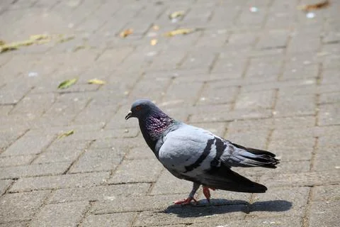 Pigeons on the grass in the park. Selective focus. Stock Photos