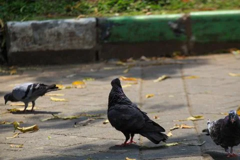 Pigeons on the grass in the park. Selective focus. Stock-Fotos