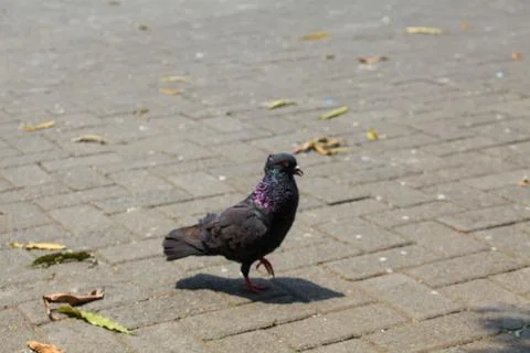 Pigeons on the grass in the park. Selective focus. Stock Photos