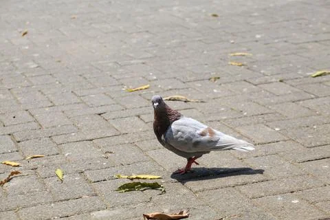 Pigeons on the grass in the park. Selective focus. Stock Photos