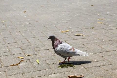 Pigeons on the grass in the park. Selective focus. Stock Photos