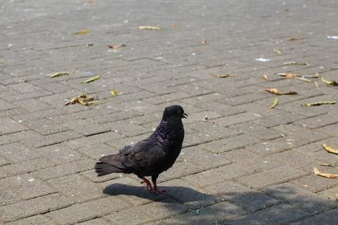 Pigeons on the grass in the park. Selective focus. Stock Photos
