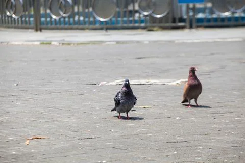 Pigeons on the grass in the park. Selective focus. Stock Photos