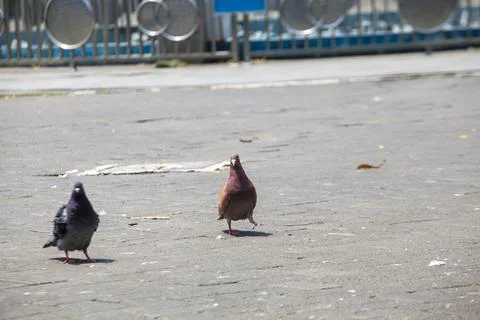Pigeons on the grass in the park. Selective focus. Foto stock