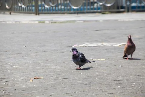 Pigeons on the grass in the park. Selective focus. Stock Photos