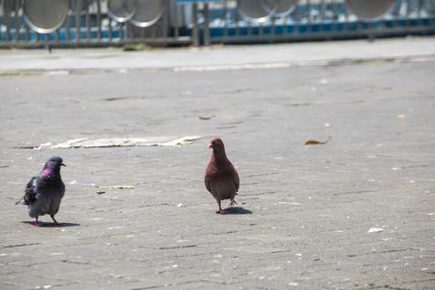 Pigeons on the grass in the park. Selective focus. Stock Photos