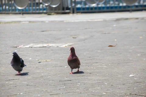 Pigeons on the grass in the park. Selective focus. Stock Photos