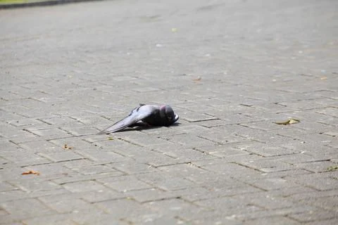 Pigeons on the grass in the park. Selective focus. Stock Photos