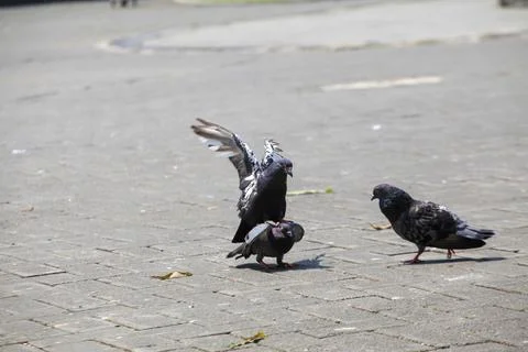 Pigeons on the grass in the park. Selective focus. Stock Photos