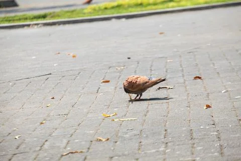 Pigeons on the grass in the park. Selective focus. Stock Photos