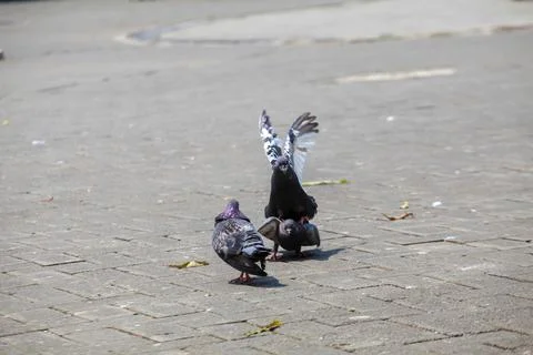 Pigeons on the grass in the park. Selective focus. Stock Photos