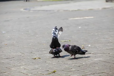 Pigeons on the grass in the park. Selective focus. Stock Photos