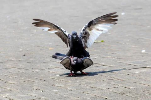 Pigeons on the grass in the park. Selective focus. Stock Photos