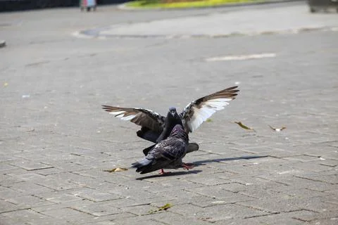 Pigeons on the grass in the park. Selective focus. Foto stock