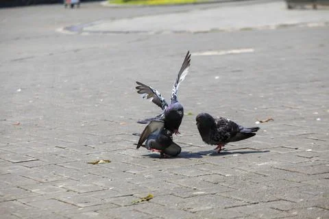 Pigeons on the grass in the park. Selective focus. Stock-Fotos