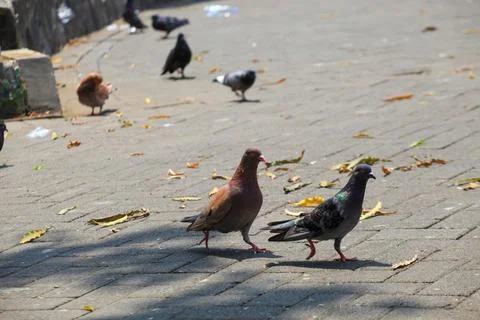 Pigeons on the grass in the park. Selective focus. Stock Photos