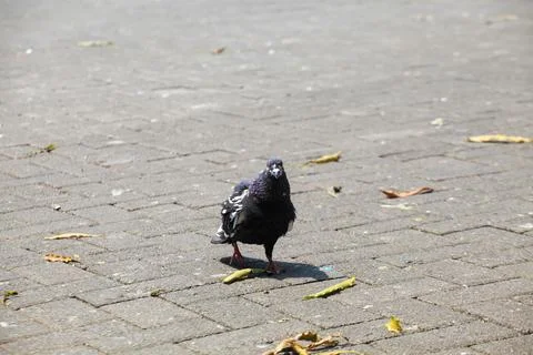 Pigeons on the grass in the park. Selective focus. Foto stock