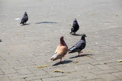Pigeons on the grass in the park. Selective focus. Stock Photos