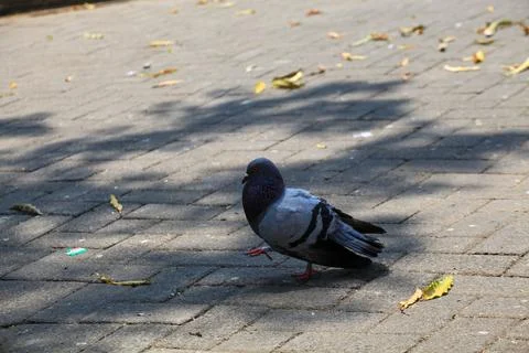 Pigeons on the grass in the park. Selective focus. Stock Photos