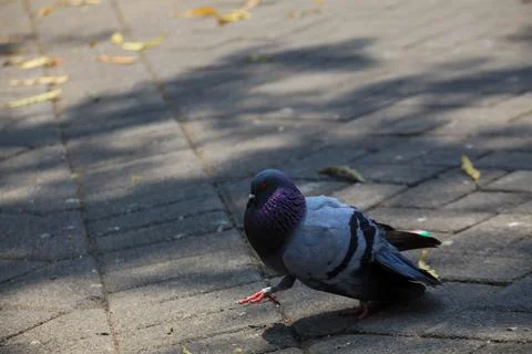 Pigeons on the grass in the park. Selective focus. Stock Photos