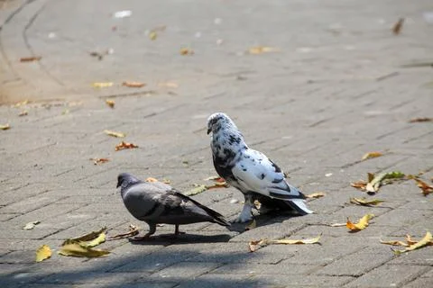 Pigeons on the grass in the park. Selective focus. Stock Photos
