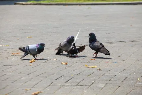 Pigeons on the grass in the park. Selective focus. Stock Photos