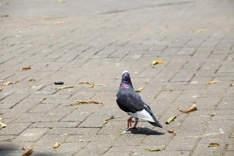 Pigeons on the grass in the park. Selective focus. Stock Photos