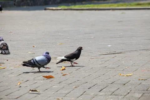 Pigeons on the grass in the park. Selective focus. Stock Photos