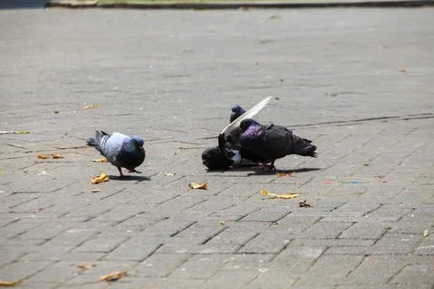 Pigeons on the grass in the park. Selective focus. Foto stock