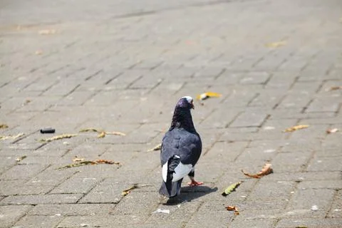 Pigeons on the grass in the park. Selective focus. Stock Photos