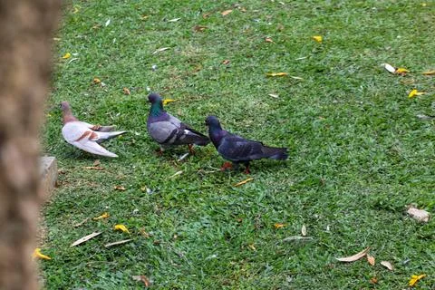 Pigeons on the grass in the park. Selective focus. Stock Photos
